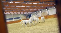 Ünnepel a hazai lovasvilág, fedett lovardával gazdagodott a Szilvásváradi Lipicai Lovasközpont